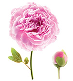 芍藥
